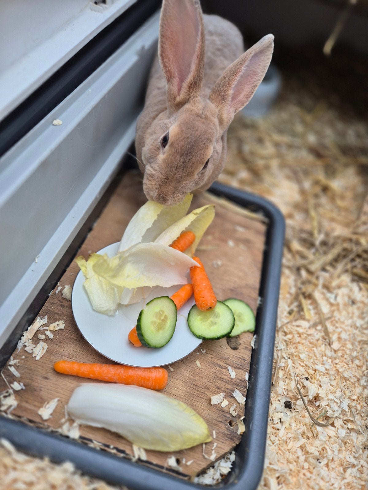 mini rex, Vrouwelijk, Middelgroot