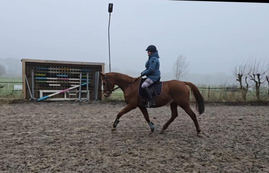 14 jarige Ierse Volbloed merrie 1.63, Dieren en Toebehoren, Merrie, Met stamboom, L, 160 tot 165 cm