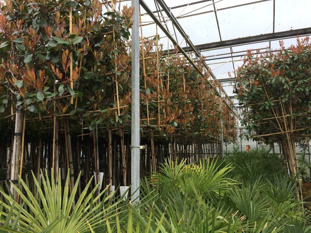 lei photinia red robin totaal hoogte 340cm wintergroene lei, Tuin en Terras, Ophalen, Leiboom, Halfschaduw, Lente