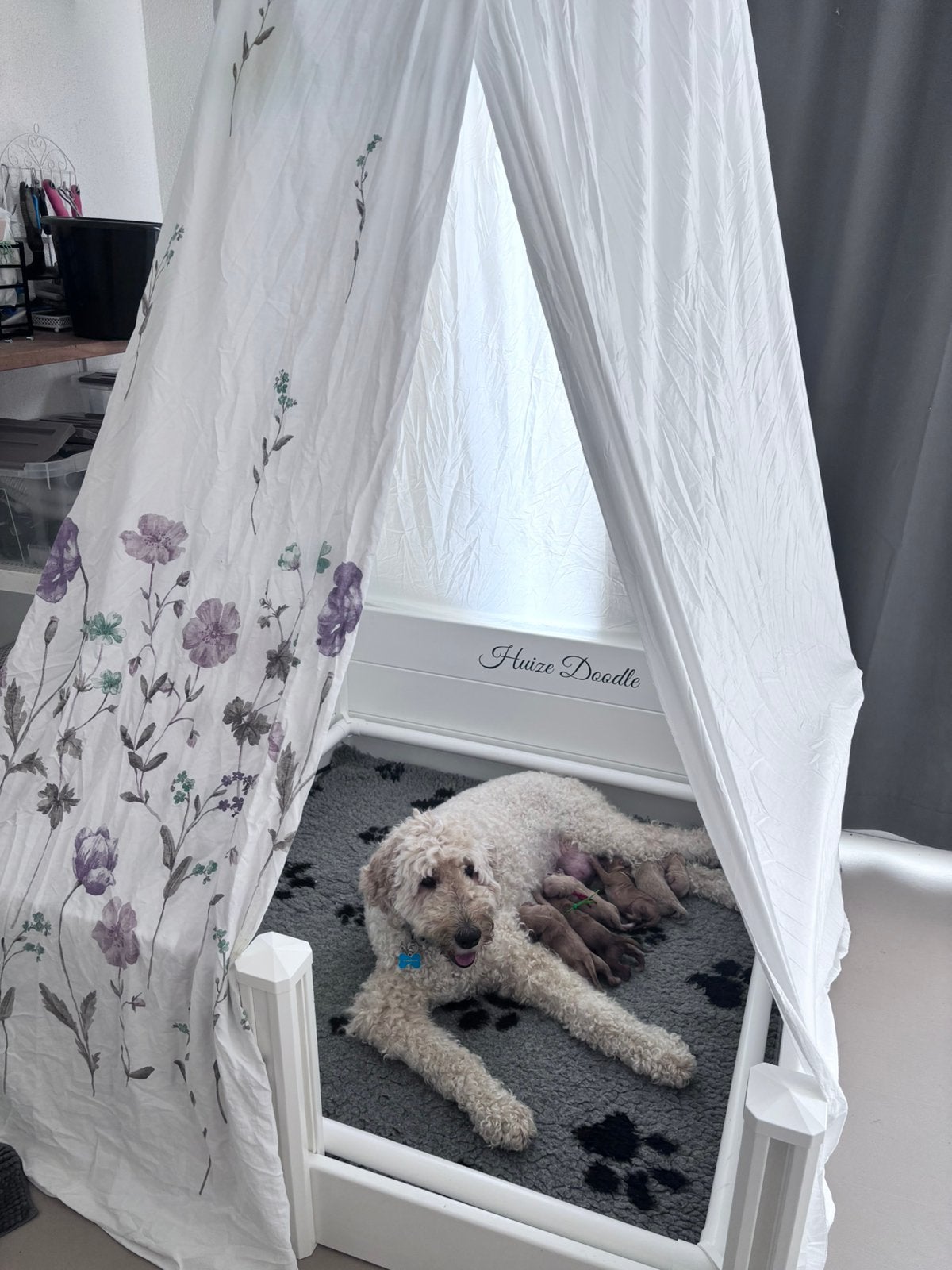 Goldendoodle pups multigeneratie geboren, Dieren en Toebehoren, Honden | Retrievers, Spaniëls en Waterhonden, Meerdere dieren