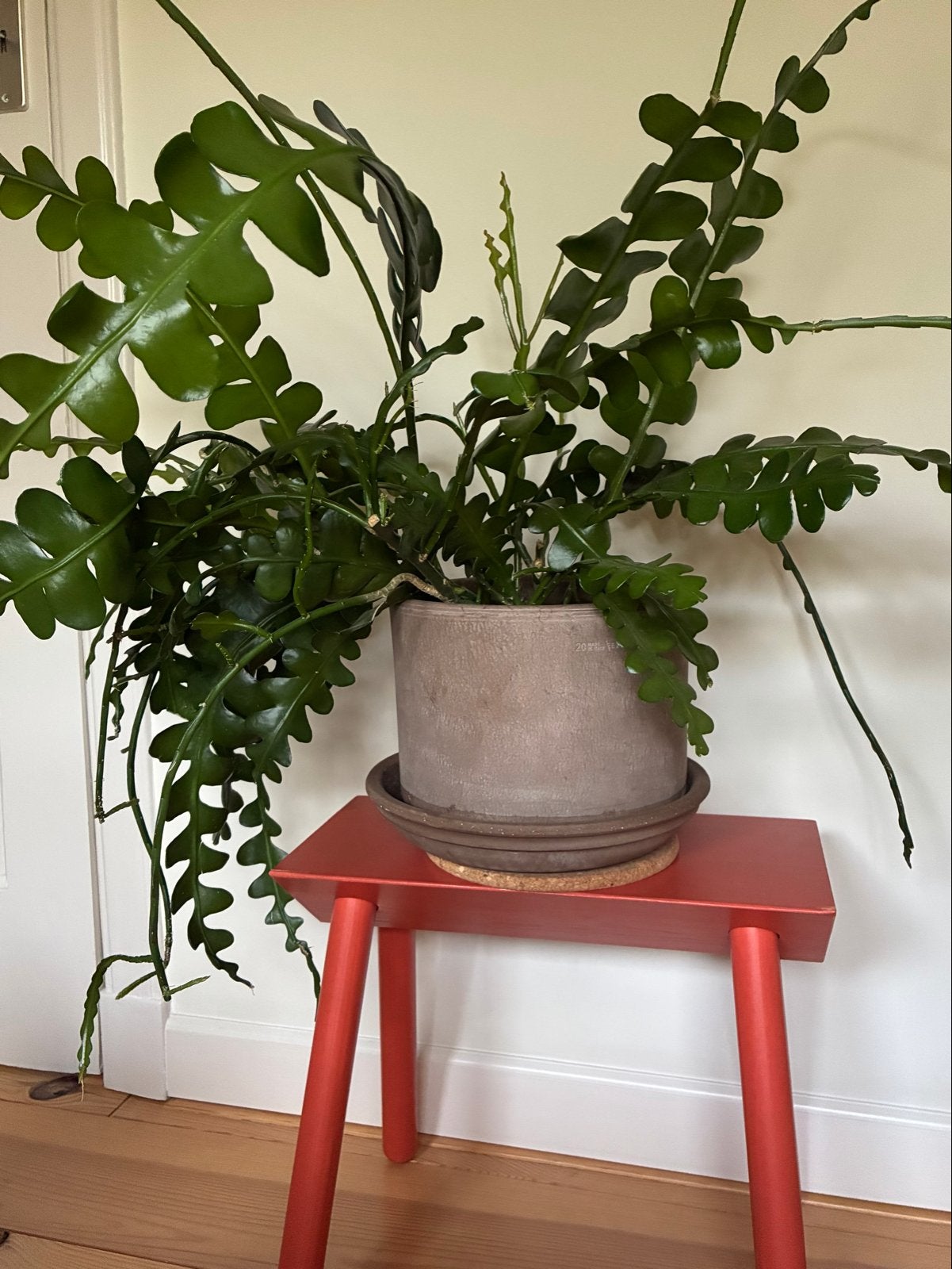 Grote, gezonde hangcactus met of zonder pot, Groene kamerplant, Ophalen, Cactus, In pot