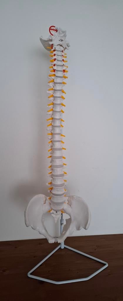 Ruggengraat  1 op 1  bekken anatomisch model, Diversen, Lankforst, Nieuw, Ophalen of Verzenden, Info@melliestradingcompany.nl