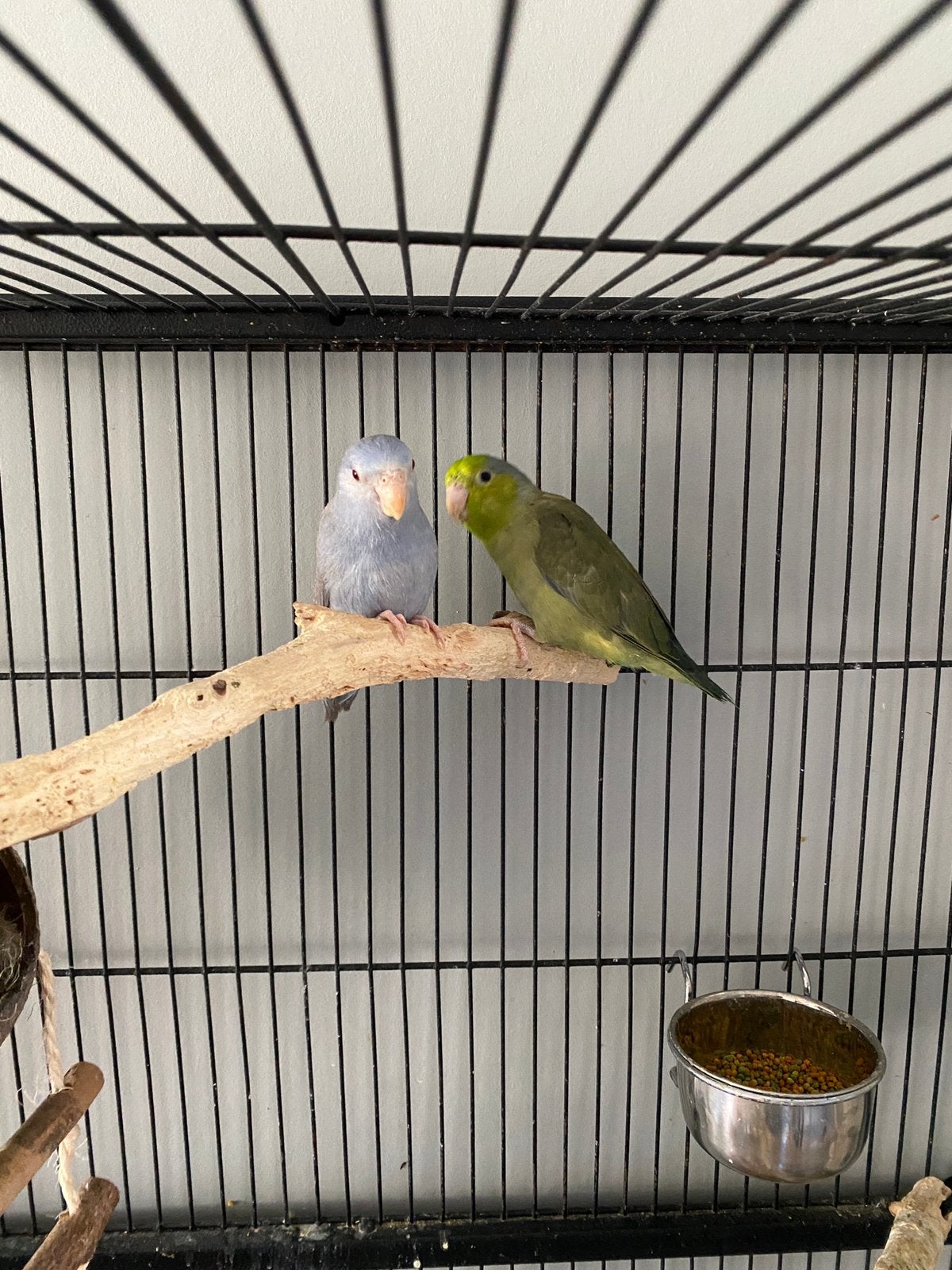 2 mannetjes forpussen inclusief kooi en benodigdheden, Mannelijk, Dwergpapegaai of Agapornis, Tam