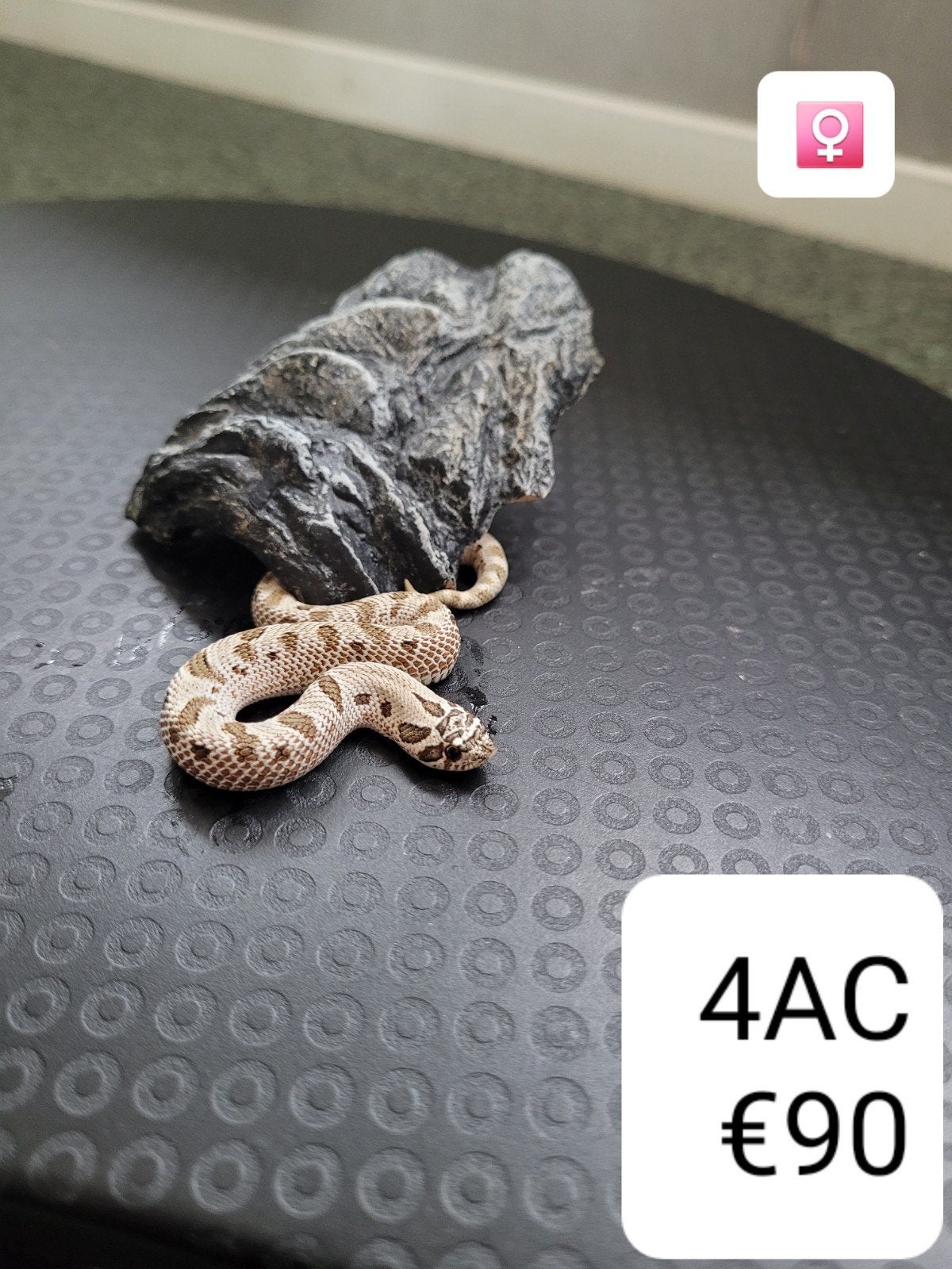 Heterodon Nasicus - Haakneusslang Hognose Snake - unknown for sale from Tamar