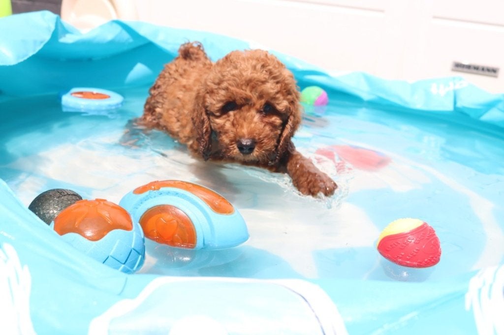 Mini/Medium Australian labradoodle pups, Dieren en Toebehoren, Parvo, Nederland, Overige rassen, 8 tot 15 weken
