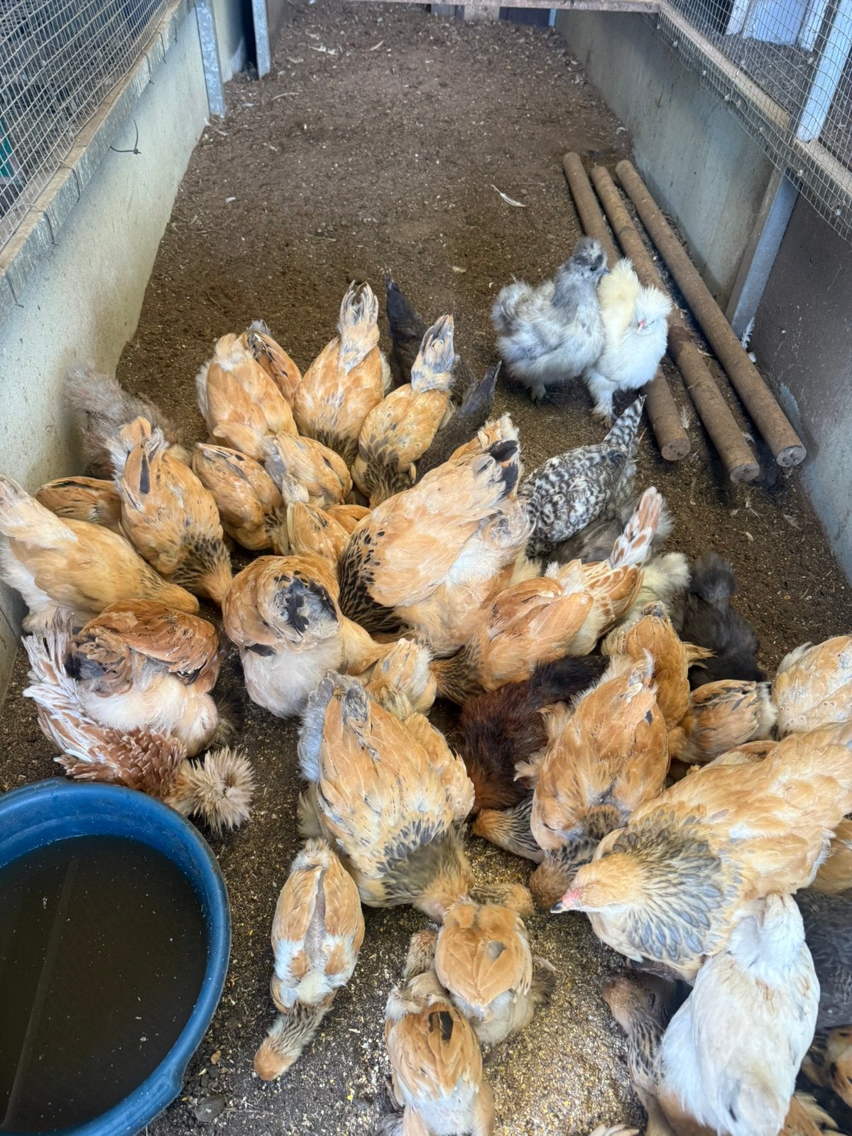Brahma buff kuikens, Dieren en Toebehoren, Pluimvee, Geslacht onbekend, Kip