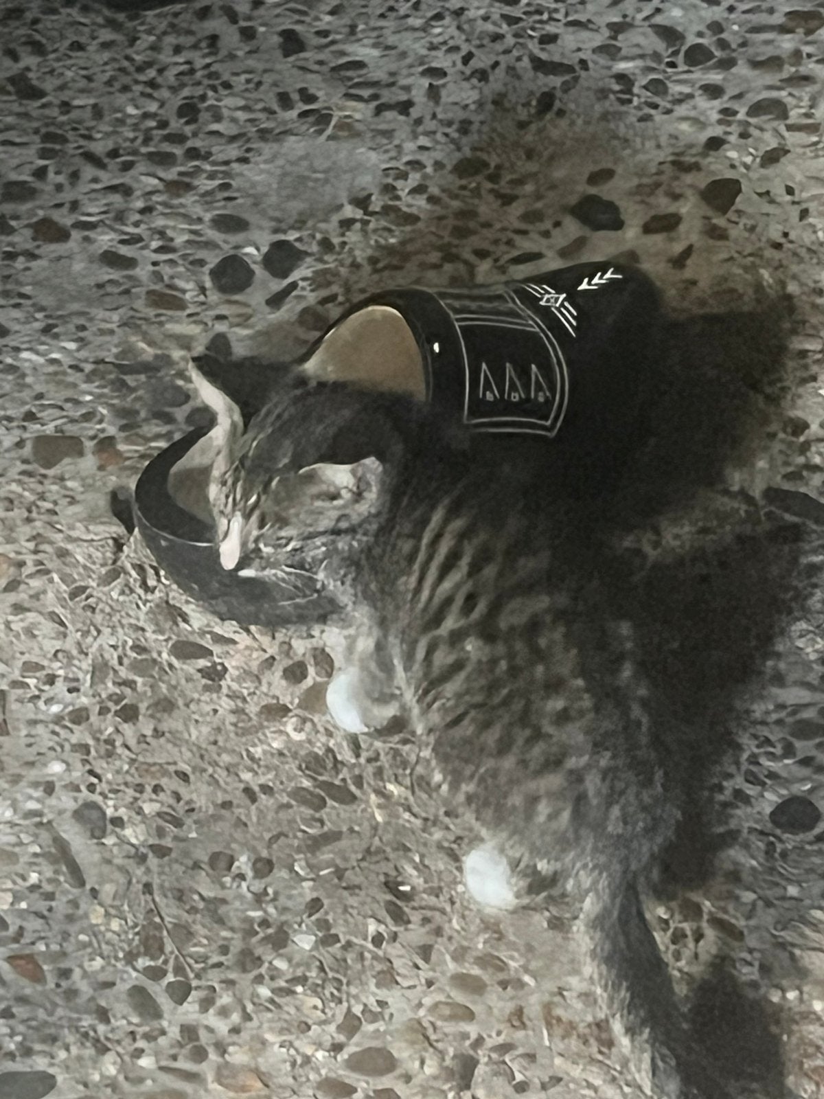 Kittens, Dieren en Toebehoren