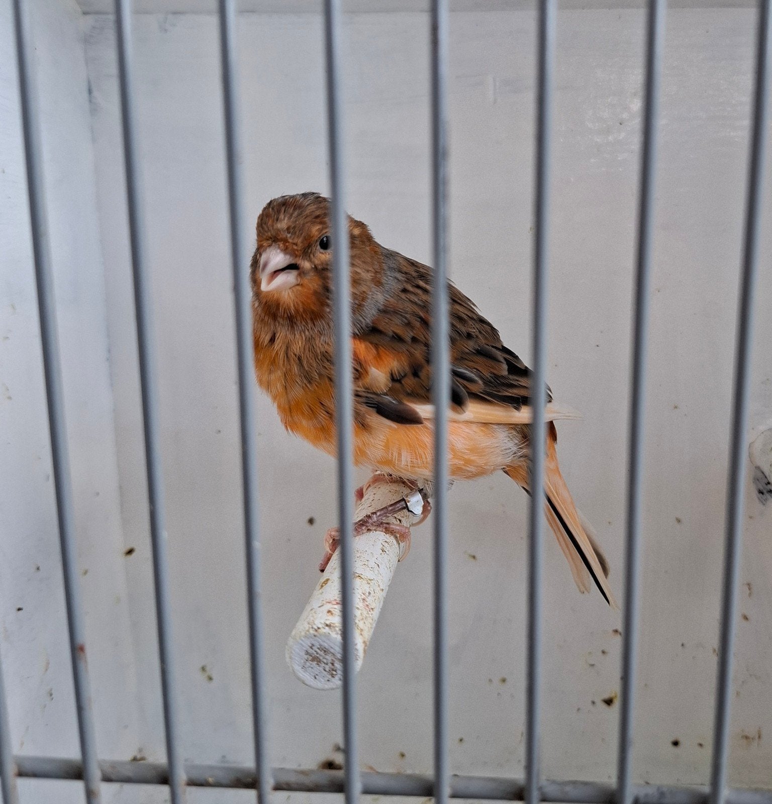 kanarie man, Dieren en Toebehoren, Vogels | Kanaries, Mannelijk, Kleurkanarie