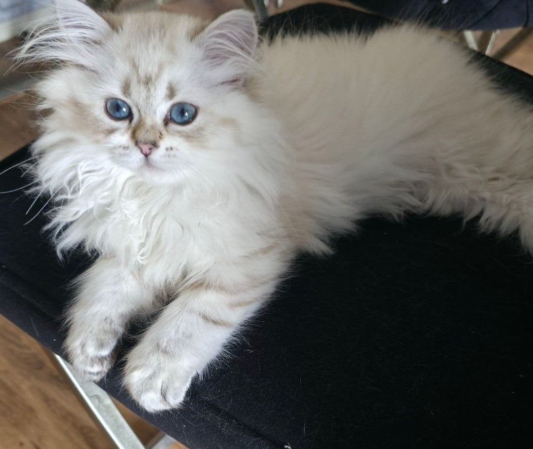 Kittens, Dieren en Toebehoren, Katten en Kittens | Raskatten | Langhaar, Meerdere dieren