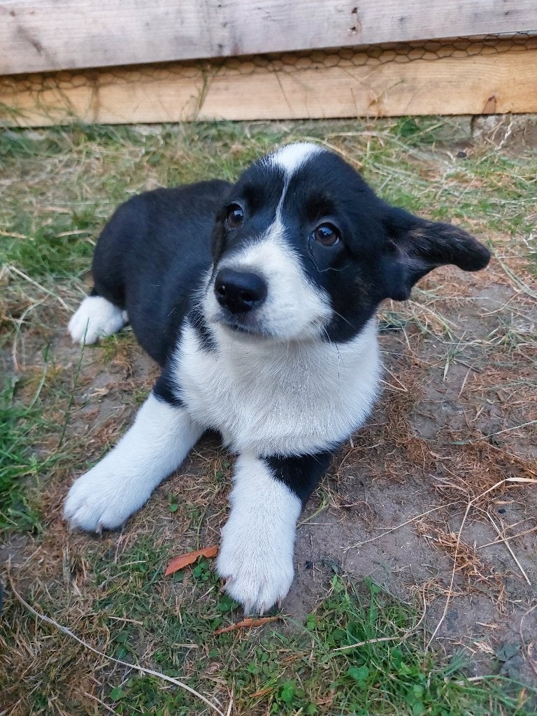 Welsh Corgi pups zoeken nieuwe thuis, Dieren en Toebehoren, Honden | Herdershonden en Veedrijvers, België, Particulier, Overige rassen