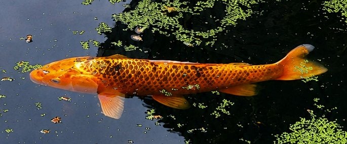 koi, Dieren en Toebehoren, Karper of Koi