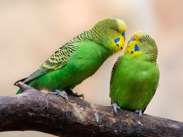 gezocht een koppel grasparkieten of budgies in wildkleur, Dieren en Toebehoren, Vogels | Parkieten en Papegaaien, Mannelijk, Parkiet