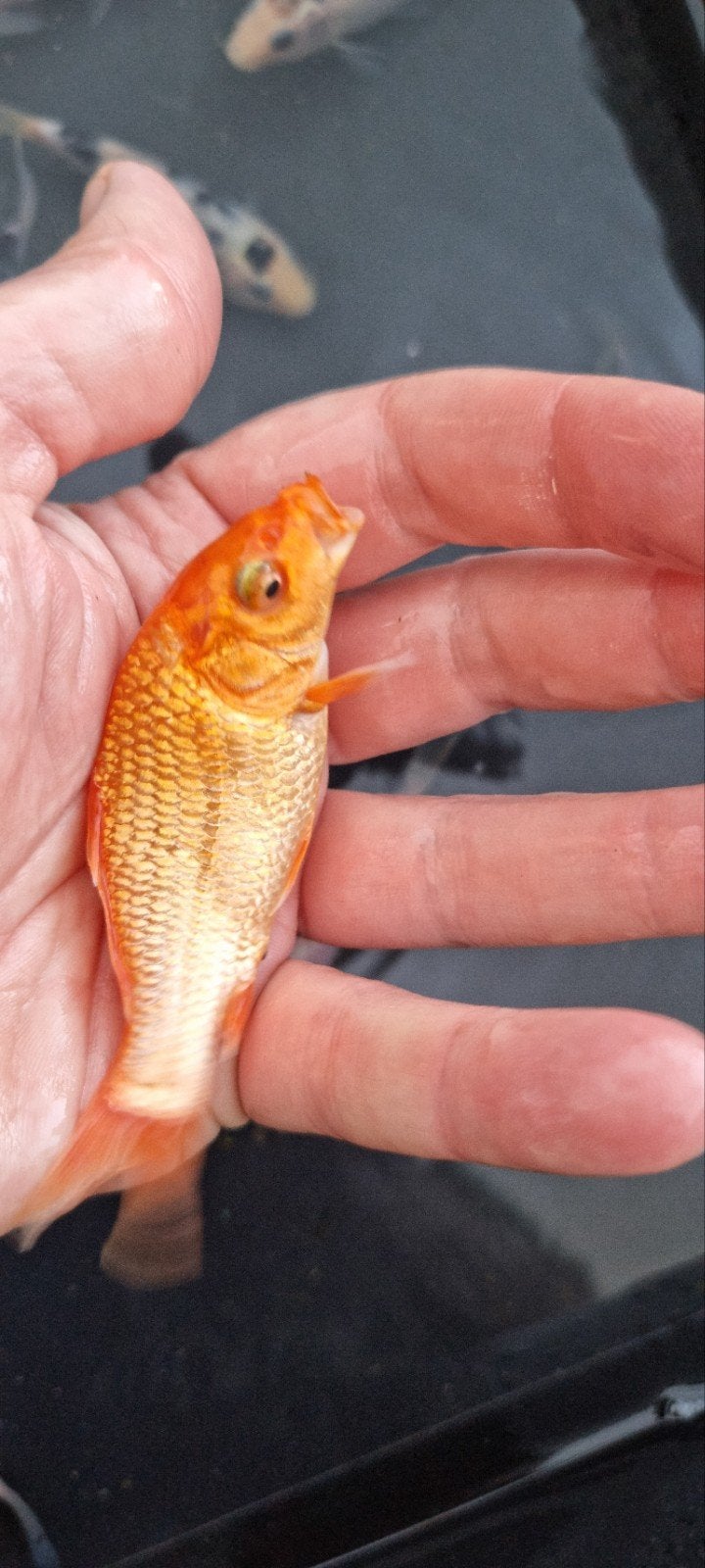 Jonge koi te koop, Dieren en Toebehoren, Karper of Koi