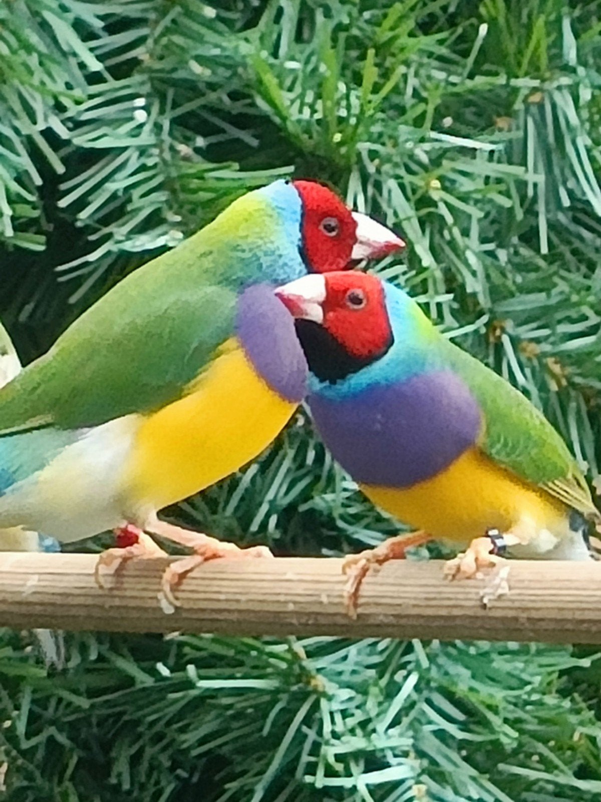 Goulds amadines mannen, Dieren en Toebehoren, Mannelijk