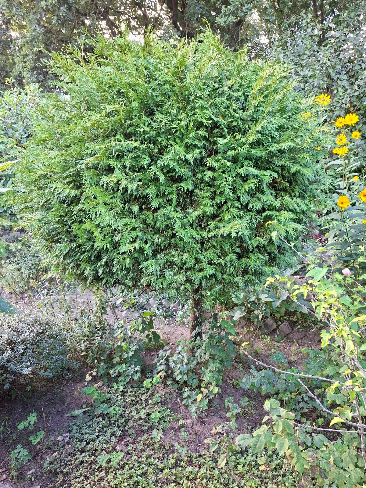 Gezonde Conifeer - 15 jaar oud, Tuin en Terras, Ophalen of Verzenden, Conifeer, Struik, 250 cm of meer