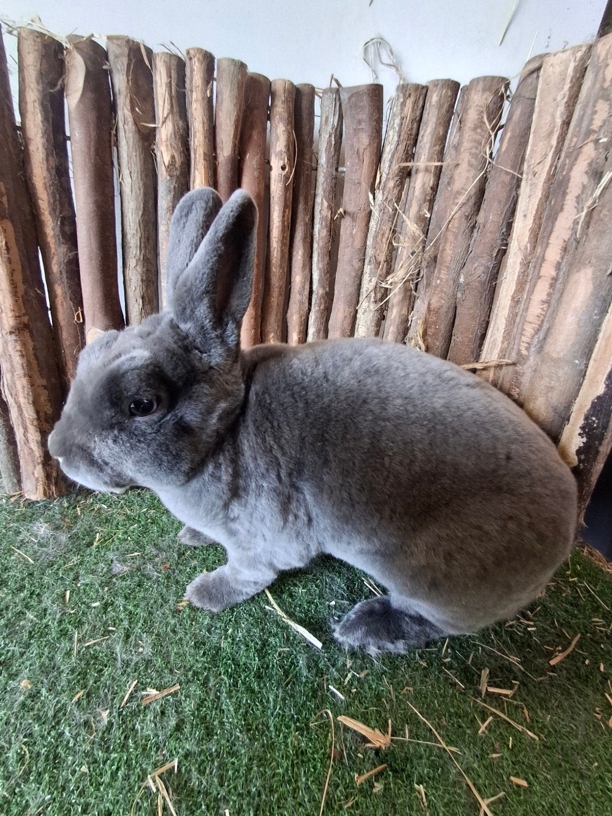 rex dwerg voedsters, Dieren en Toebehoren, Vrouwelijk, Dwerg