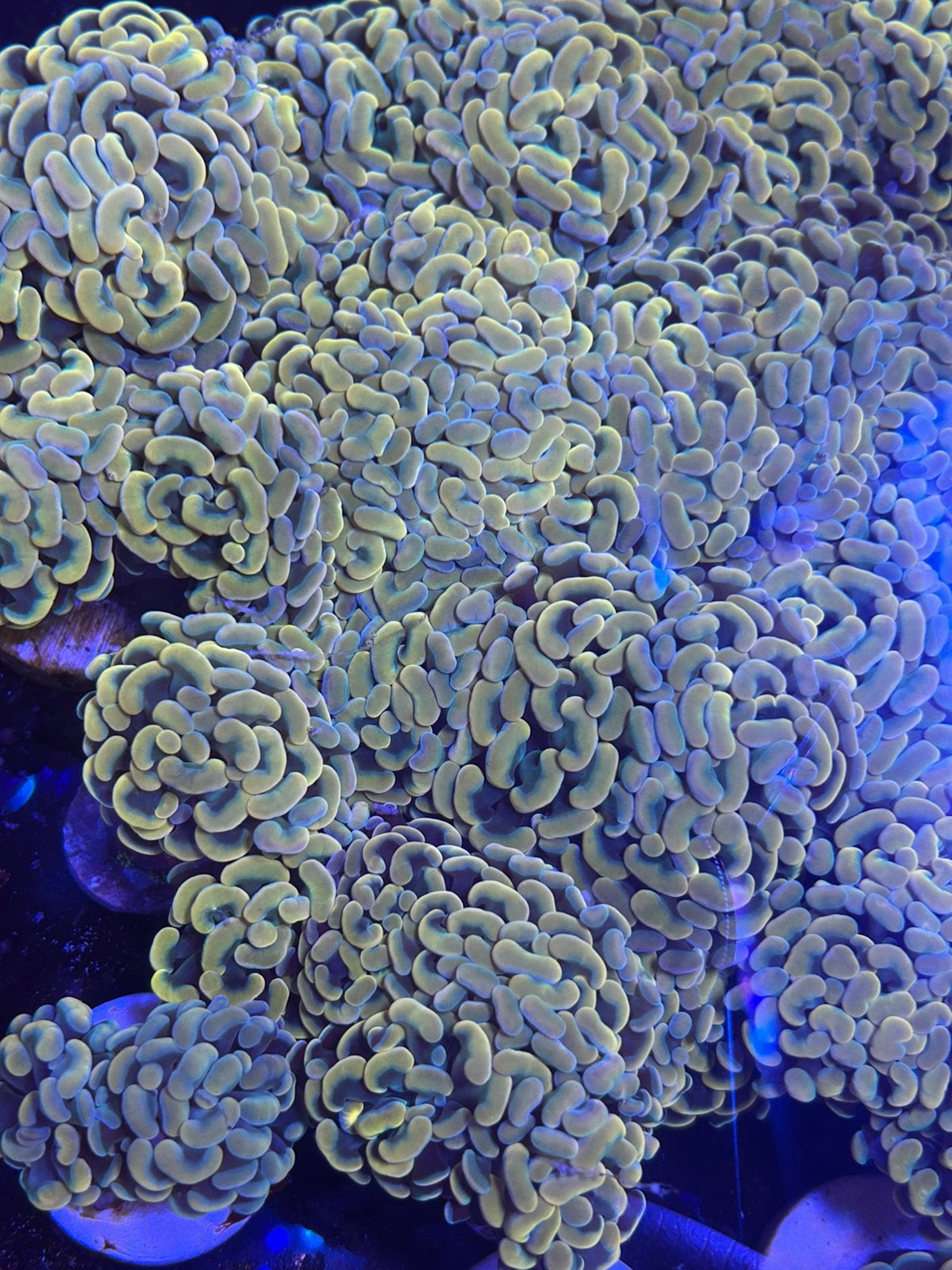 Euphyllia parancora gold stekken, Ophalen, Zo goed als nieuw, Gevuld zeewateraquarium