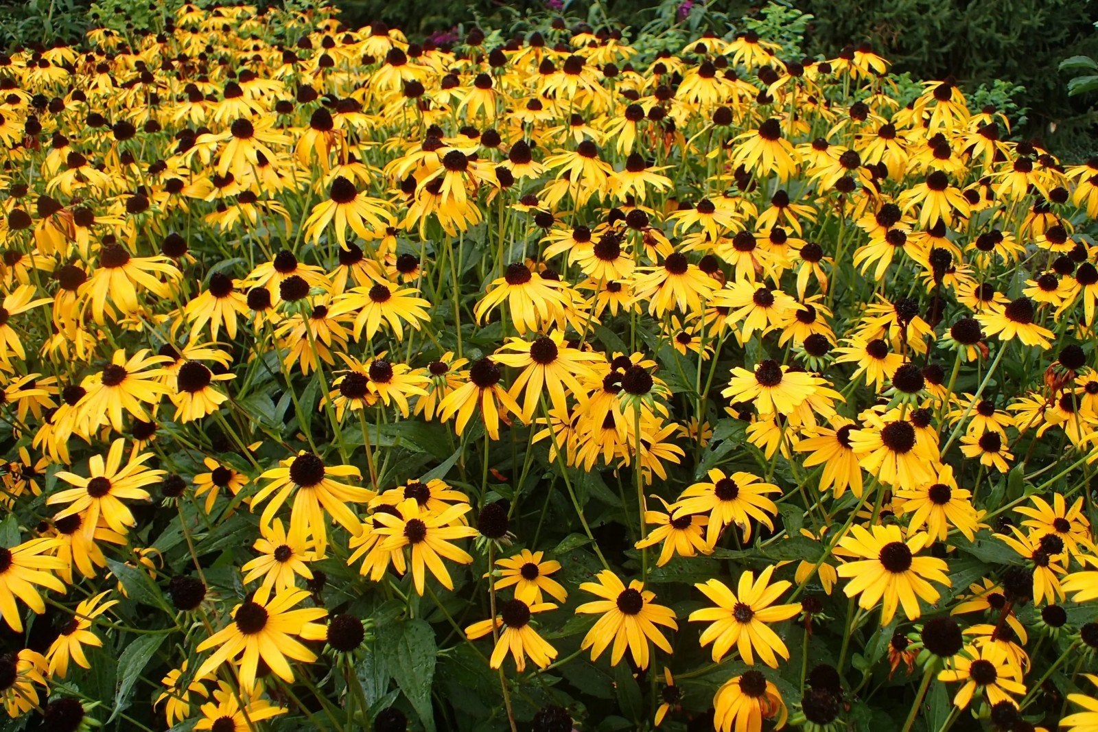 Rudbeckia/zonnehoed -  10 plantjes beschikbaar-, Volle zon, Vaste plant, Zomer, Ophalen
