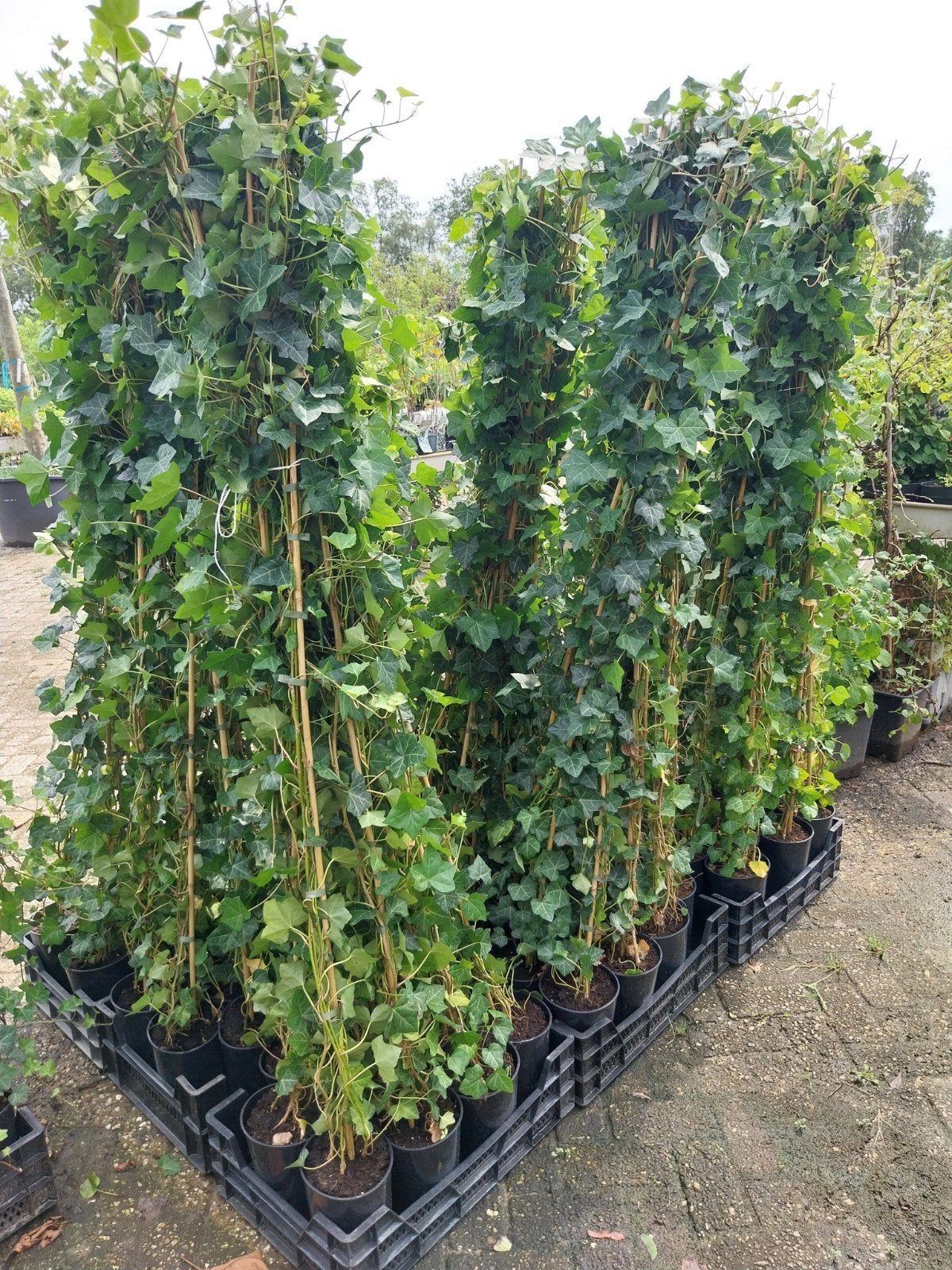 Hedera Hibernica (Ierse klimop) 180 cm, Tuin en Terras, Ophalen, Vaste plant, Bloeit niet, Halfschaduw
