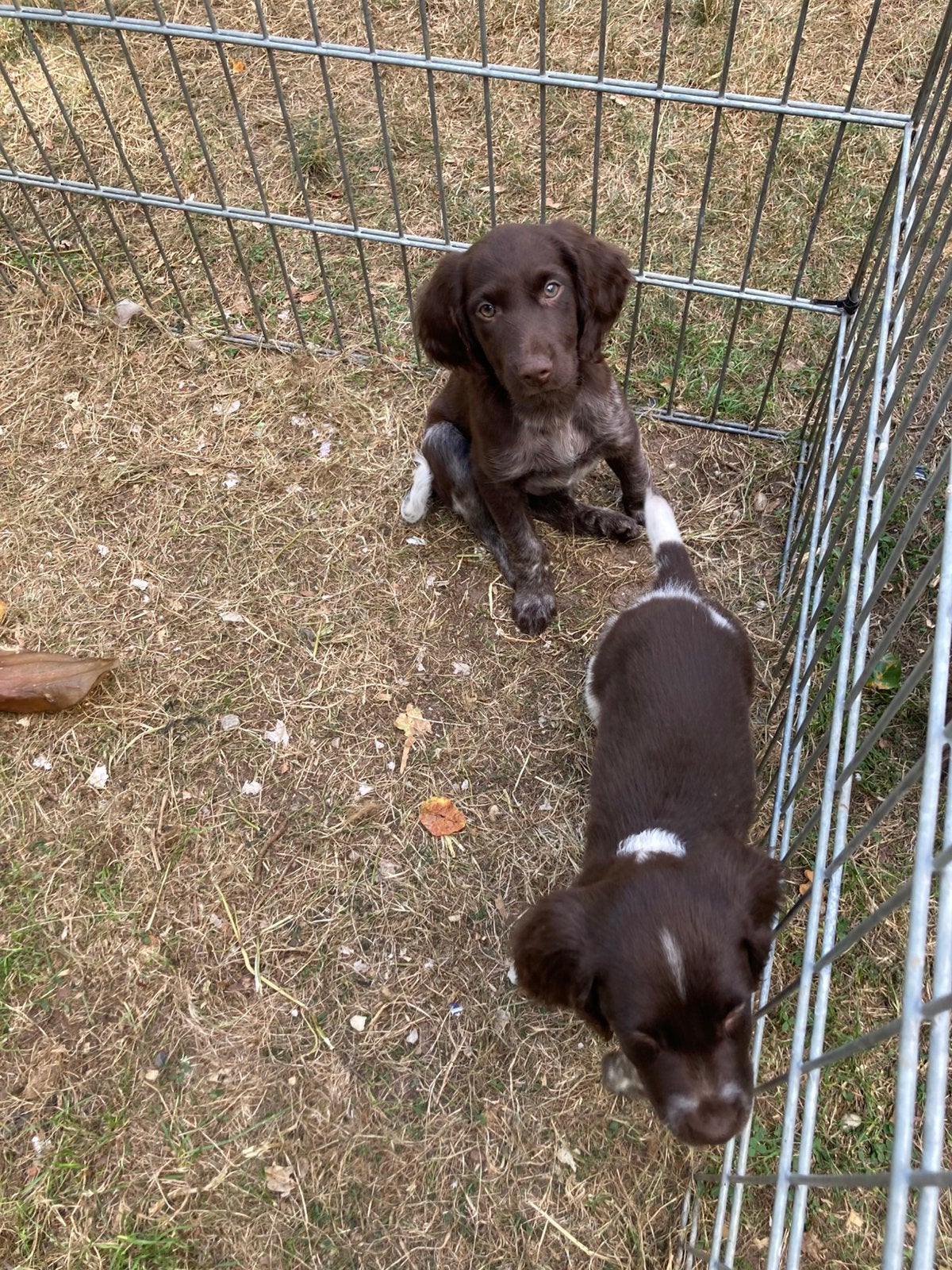 Prachtige heidewachtel kleinemunsterlander pups, Parvo, Reu, 8 tot 15 weken, Meerdere