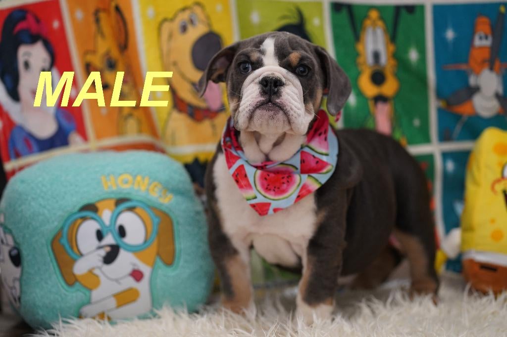 Prachtige en gezonde Engelse Bulldog puppy’s, Reu, 8 tot 15 weken, Buitenland, Parvo