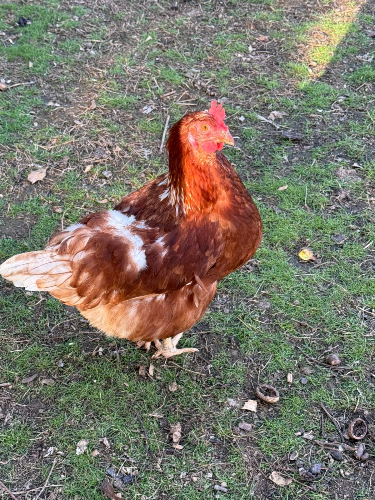Broedeieren legkip x brahma, Dieren en Toebehoren, Pluimvee, Geslacht onbekend, Kip