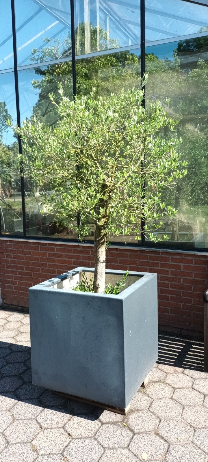 Olijfboom in bak, Ophalen, Rond, Kunststof, 30 tot 60 cm