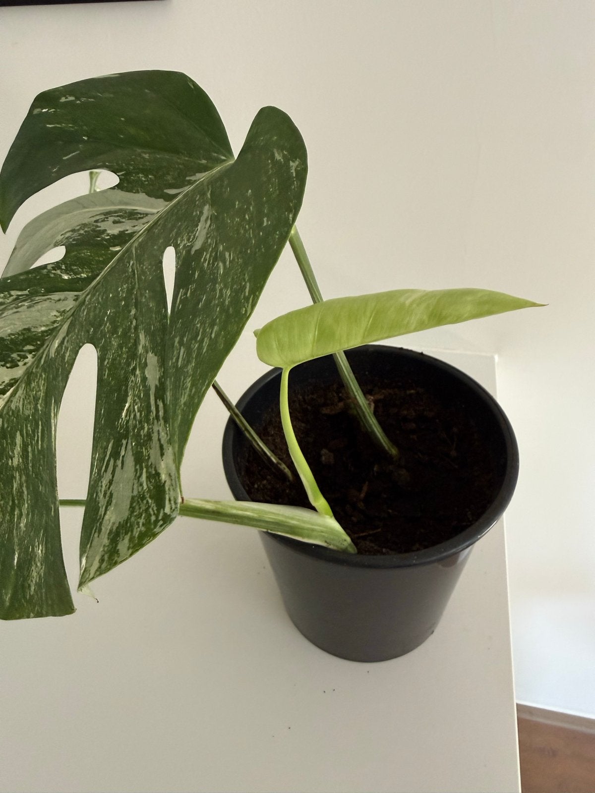 Monstera Variegata (Albo) met mooie witte vlekken, Ophalen, Overige soorten, Halfschaduw, In pot