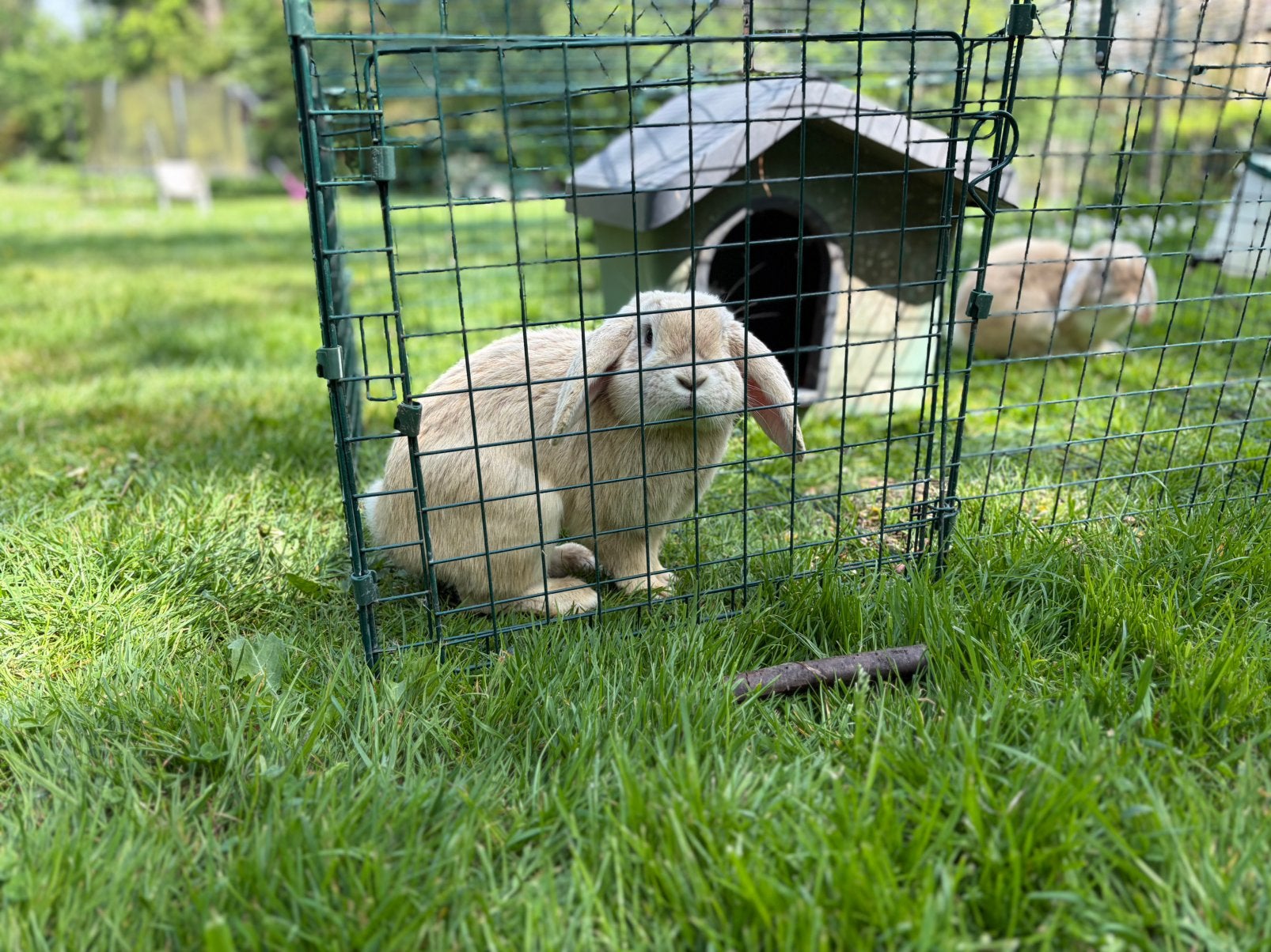 Lieve en mooie hangoor konijnen te koop, Dieren en Toebehoren, Maart, Meerdere dieren, Overige typen, Tam