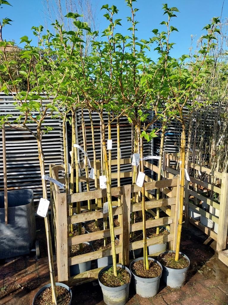 Morus alba macrophylla,  moerbei boom, Ophalen, Lente