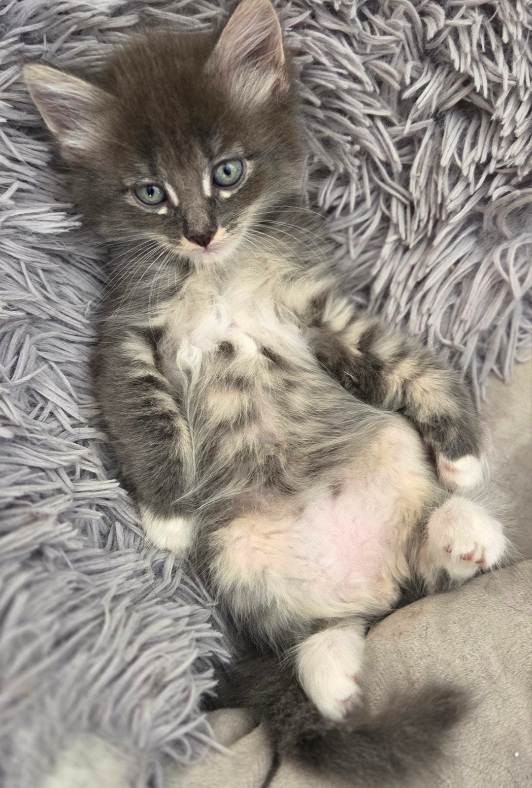 Super mooi nestje kittens, Dieren en Toebehoren, Meerdere dieren