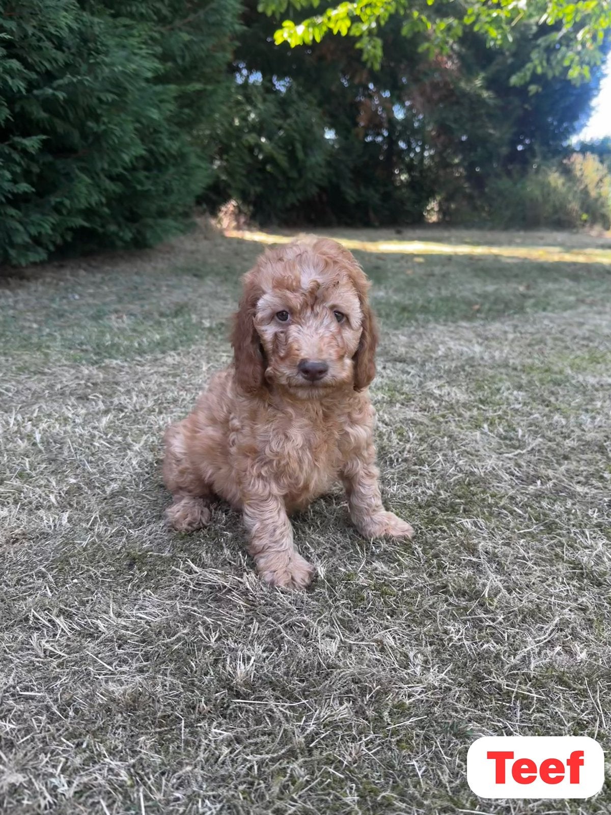 Australian Labradoodles, Dieren en Toebehoren, Parvo, 8 tot 15 weken, Meerdere, Meerdere dieren