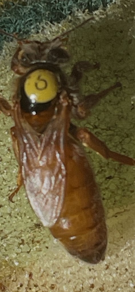 Bijenkasten segberger, Dieren en Toebehoren, Insecten en Spinnen, Bijen