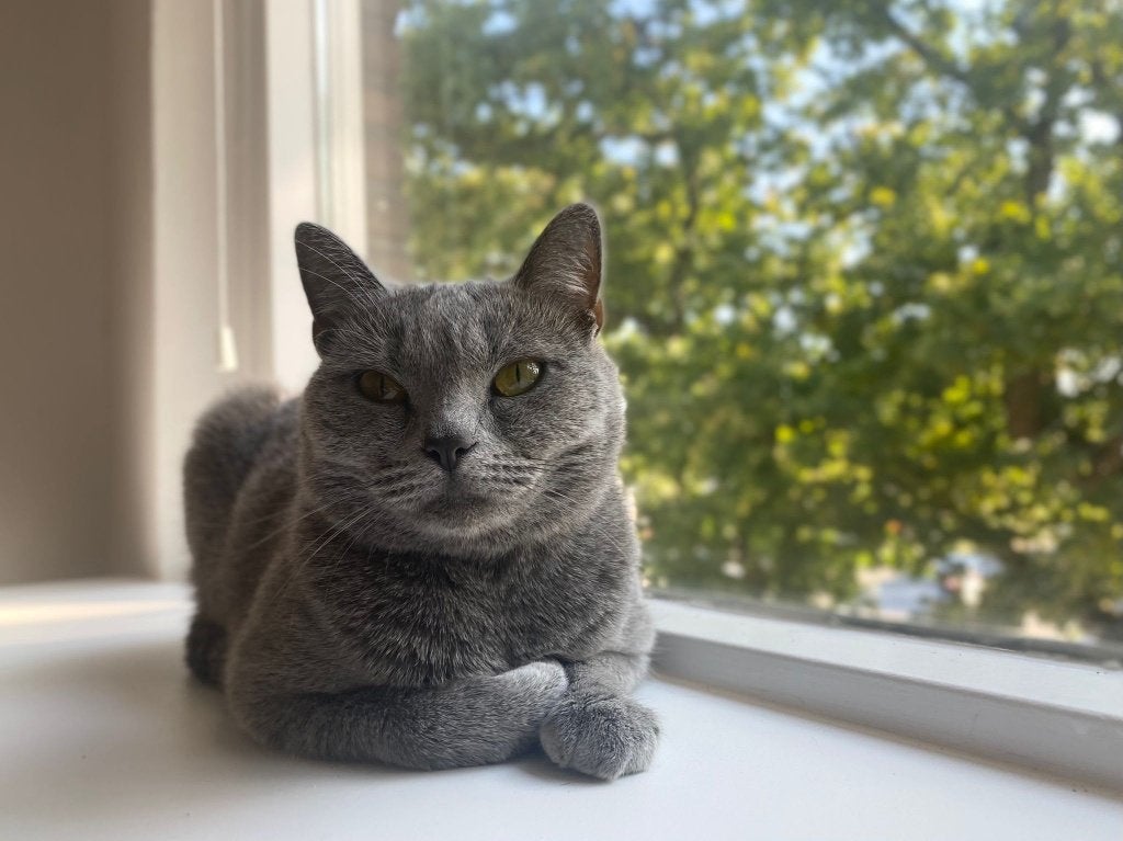 Lieve kater (5 jaar) - Britse Korthaar x Blauwe Rus, Dieren en Toebehoren, Katten en Kittens | Raskatten | Korthaar, Kater, Gechipt
