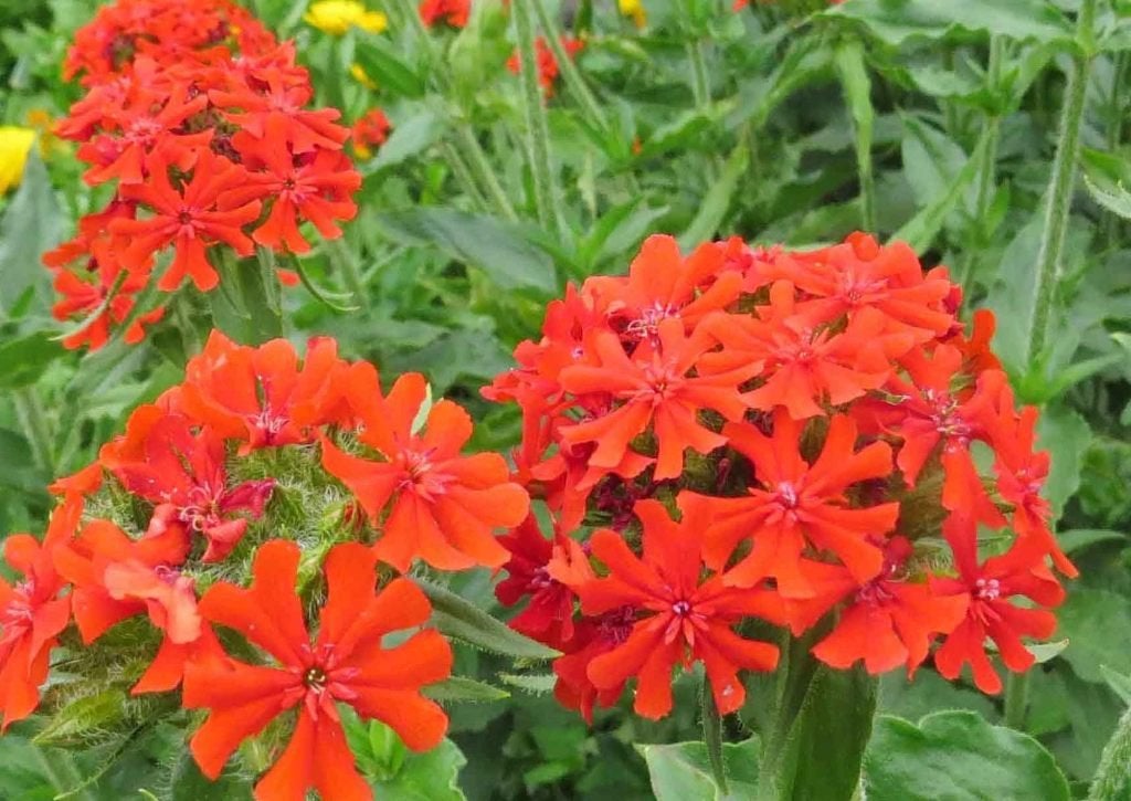 Vaste plant :  Roze Brandende Liefde 2 euro., Volle zon, Vaste plant, Zomer, Ophalen