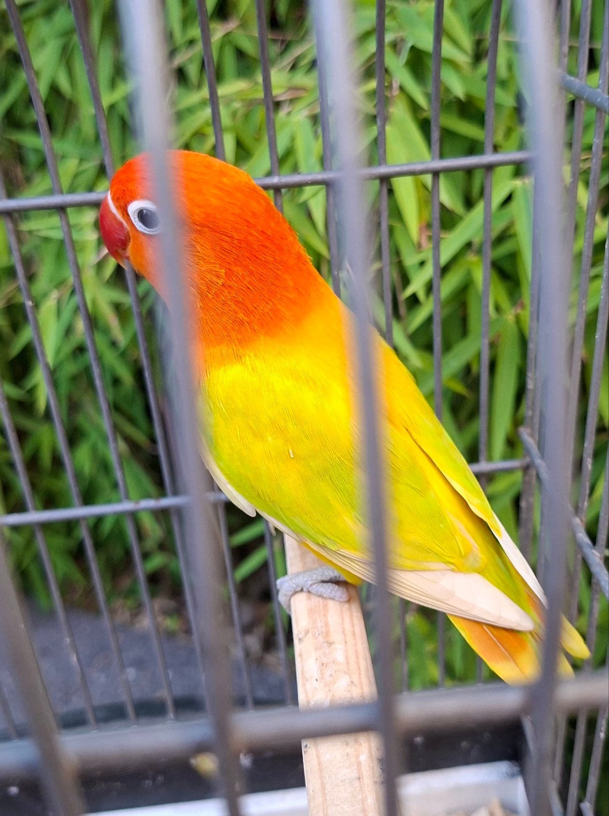 Ervaren fischeri dwergpapegaai  man, Dieren en Toebehoren, Mannelijk, Dwergpapegaai of Agapornis, Geringd