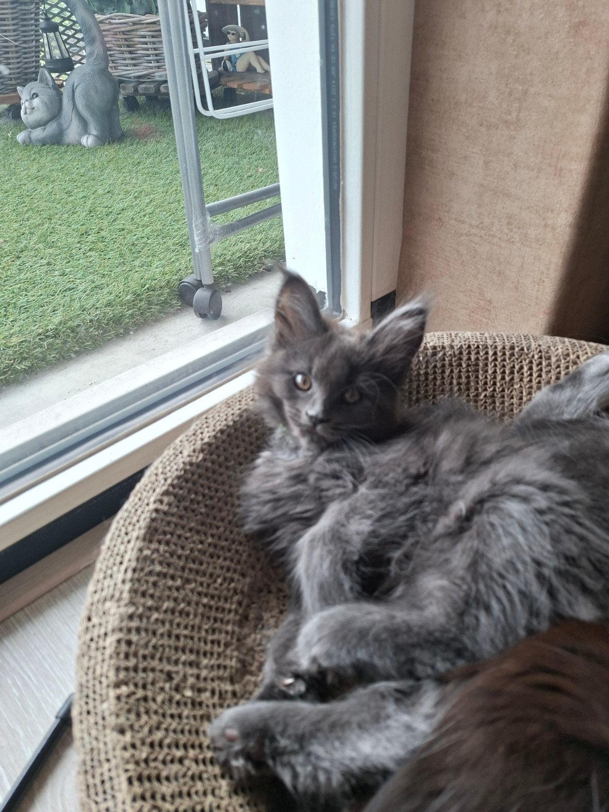 meancoon kitten nog 1 vrouwtje,solit bleu, Poes
