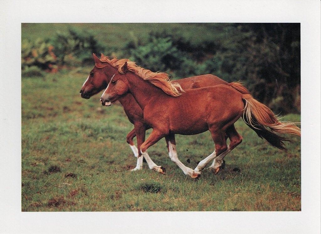 New Forest Ponies 562, Verzamelen, Ophalen of Verzenden, 1980 tot heden, Ongelopen, Paard