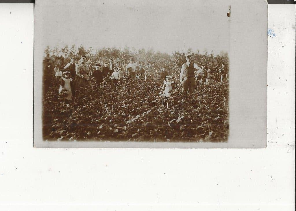 Hardinxveld Tuinderij Fam.Vermeer Fotokaart 1902, Ophalen of Verzenden, Voor 1920, Ongelopen, Zuid-Holland