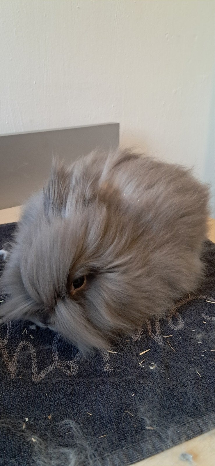 Teddydwerg rammetje, Dieren en Toebehoren, Mannelijk, Dwerg, 0 tot 2 jaar