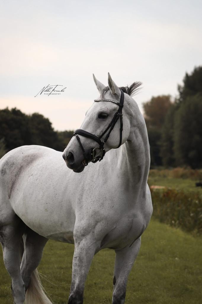 Betrouwbare springmerrie te koop, Merrie, Springpaard, Met stamboom, L