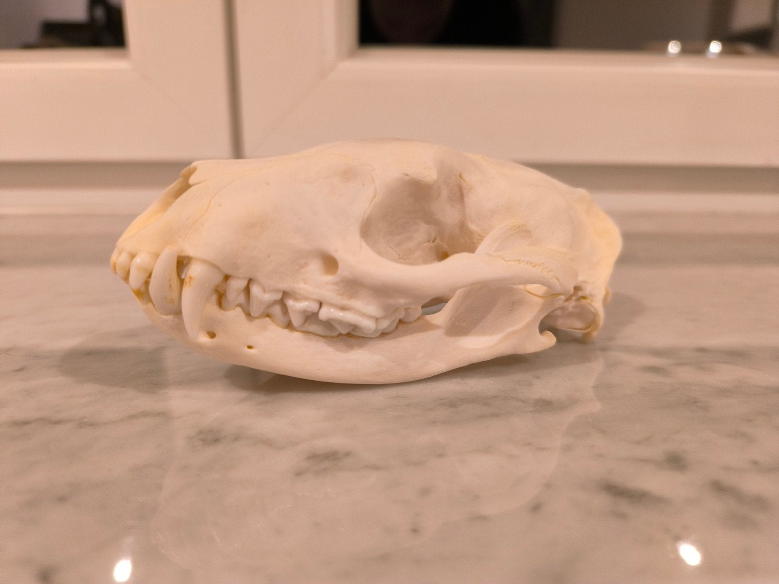 Afrikaanse civetkat schedel - Taxidermie / Curiosa, Ophalen of Verzenden, Gebruikt, Wild dier, Schedel