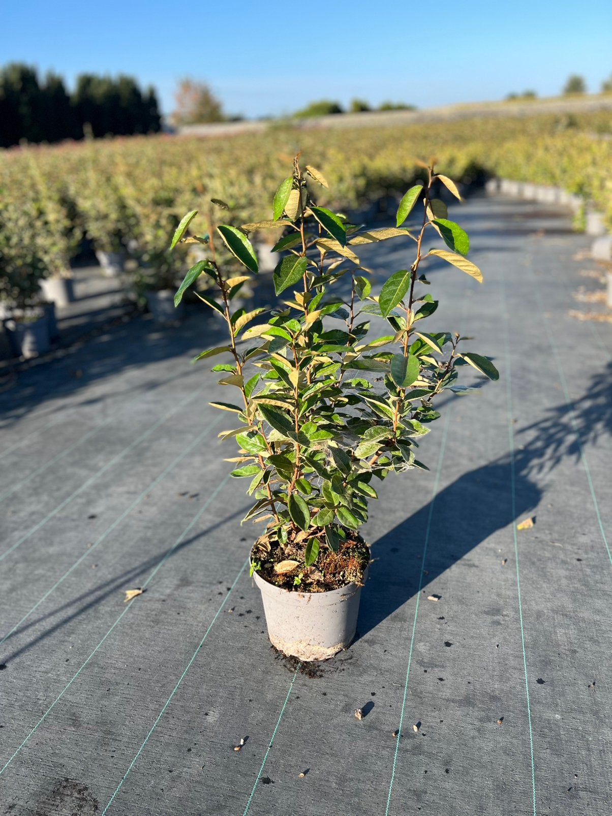 Foto 3 van Elaeagnus Ebbingei - Compacta - Olijfwilg -