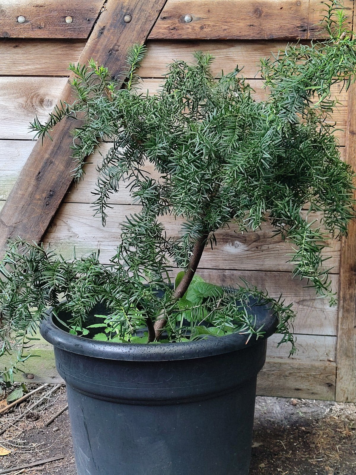 taxus gratis, Tuin en Terras, Ophalen, Overige soorten, Minder dan 100 cm