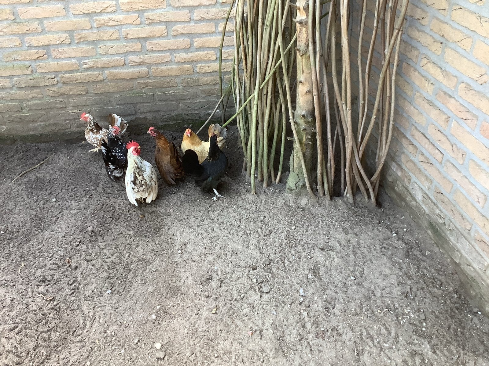 Zeer mooie Serama raskipjes te koop in alle kleuren, Meerdere dieren