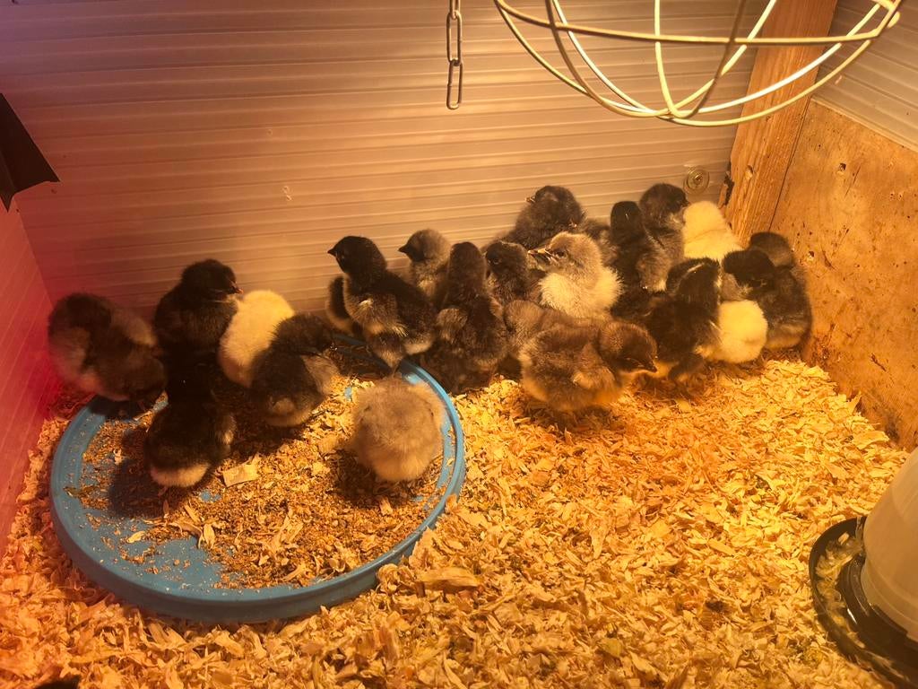 Vanaf 10 mei beschikbaar orpington kriel kuikens - gesekst, Dieren en Toebehoren, Pluimvee, Vrouwelijk, Kip