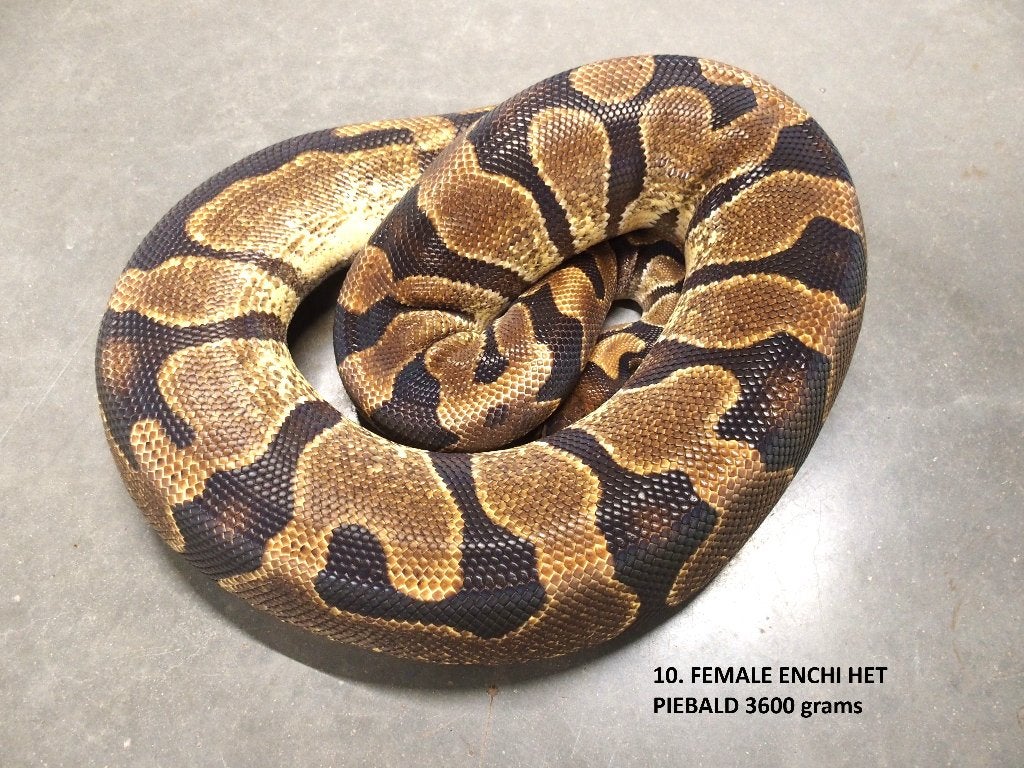Koningspythons halwas en volwassen kweekdieren deel 1 Ball Python photo 10