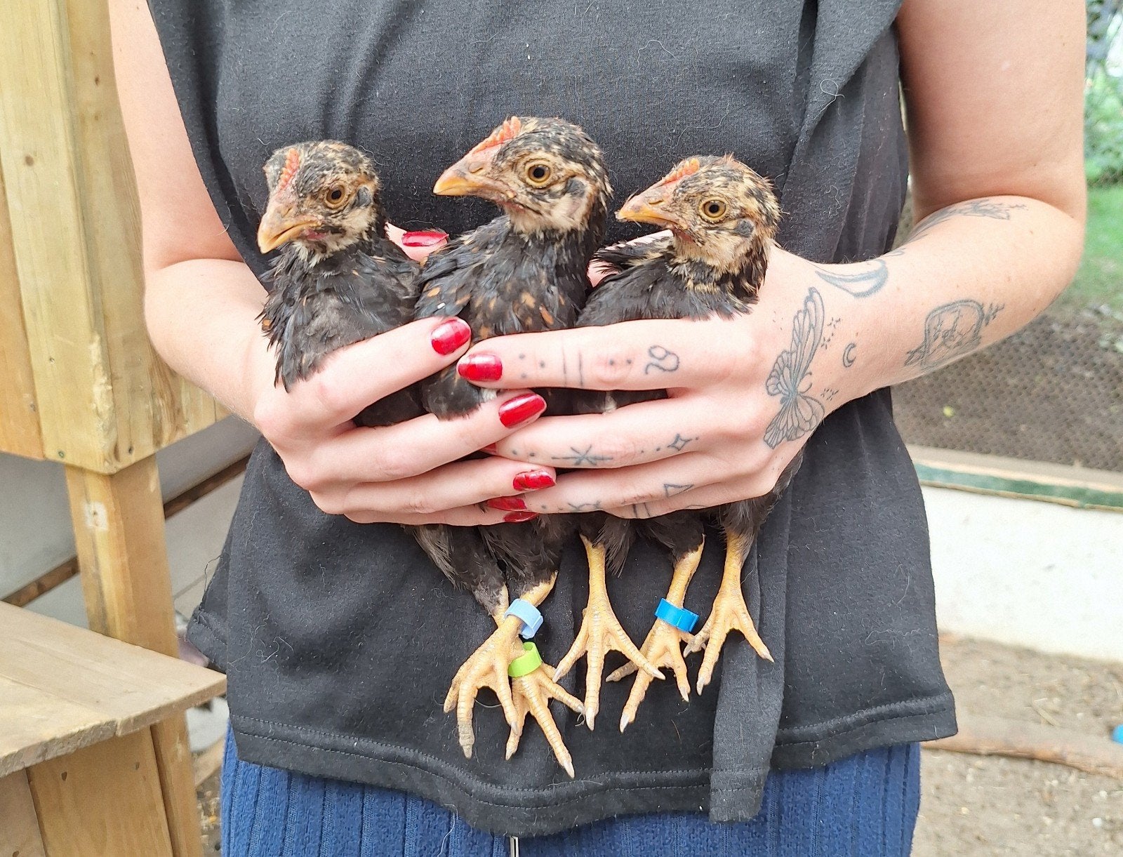 3x barnevelder kriel dubbel gezoomd, Dieren en Toebehoren, Meerdere dieren, Kip