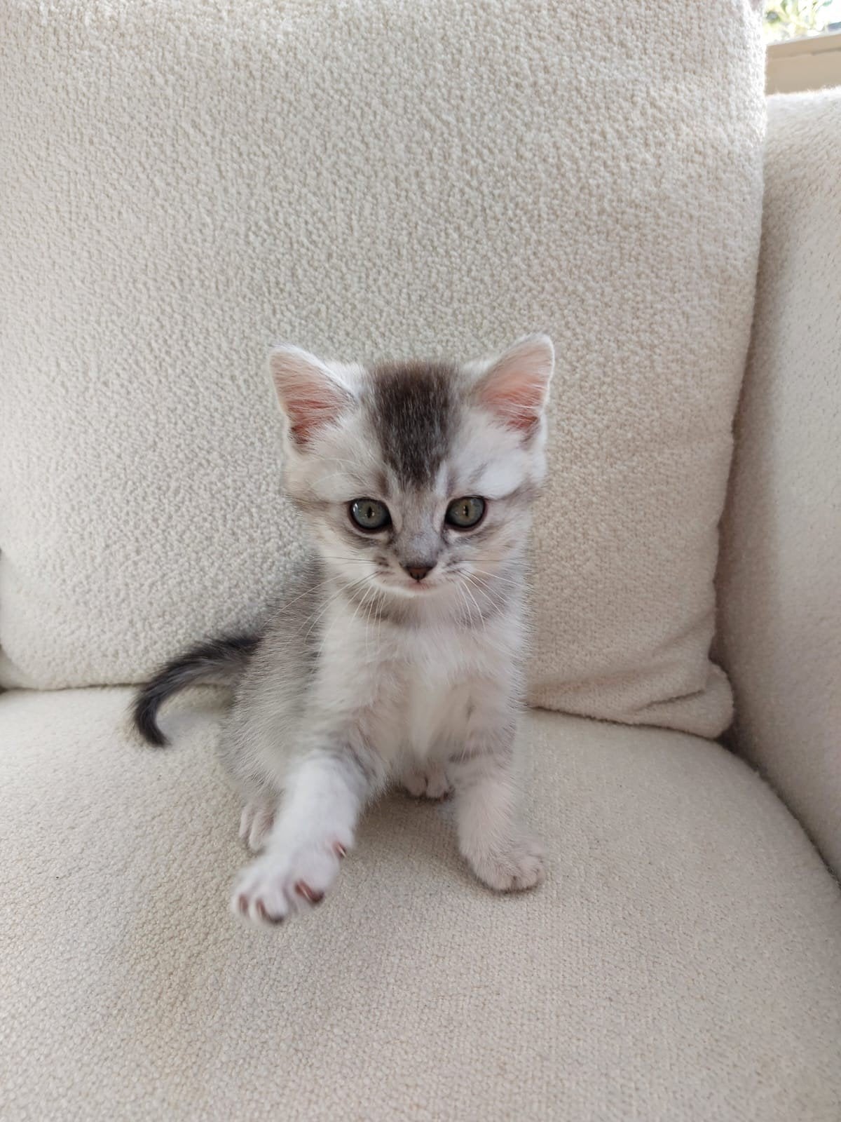 lief nestje half Perzische half Main Coon kittens, Meerdere dieren, Ontwormd