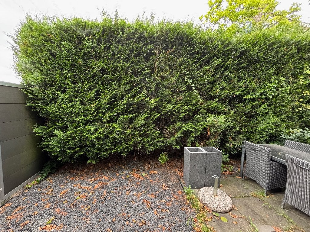 Grote gezonde coniferen / haag – zelf uitgraven en meenemen, Ophalen, Conifeer, Haag, 250 cm of meer